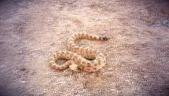 Sidewinder Rattlesnake (Crotalus cerastes) rattling and winding  Arizona.