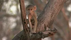 Infant Savanna Baboon sitting in tree in Niassa Reserve, Mozambique.