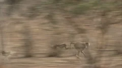 Savanna Baboons running and fighting in Niassa Reserve, Mozambique.