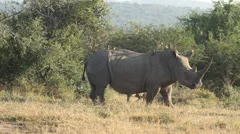 Ox peckers flying off the white rhino as it runs