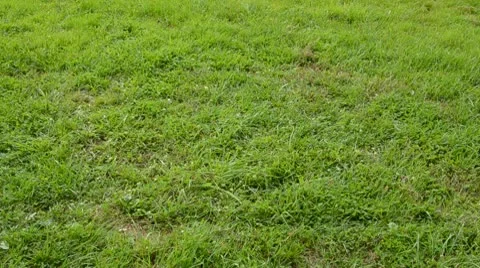 0238two old wheels rolling on the grass Stock Footage 9645340