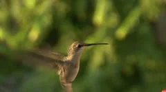 Female Black-chinned hummingbird flies thru frame and hovers, HD, HFR