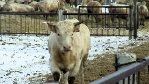 024 Cows graze in a pen on a farm in the winter in the snow. 스톡 동영상 167477411