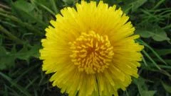 Flower dandelion is opening its blossom - time lapse