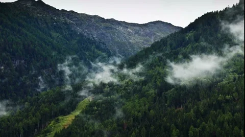 0247 Time lapse of clouds  on a pine forest Stock Footage 33733938