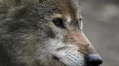 wolf close up