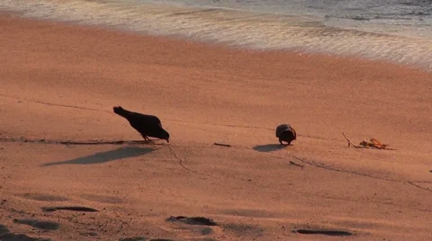 0249 Pigeons on beach Stock Footage 35575818