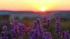 Closeup of lavender plants in a field at sunset