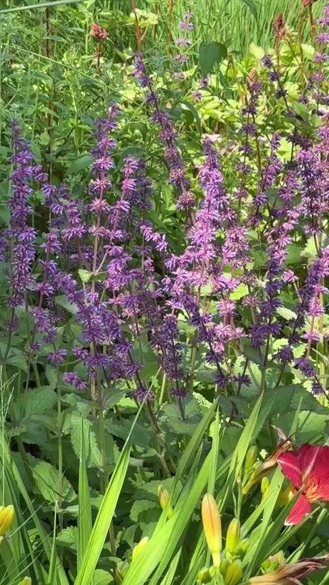 025 Passionate Bloom time Video stock 325987450