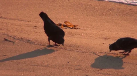 0250 Pigeons on the beach Stock Footage 36728156