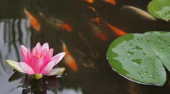 Koi Fish Swimming in Garden Water Pond with Pink Water Lily Flower Blooming