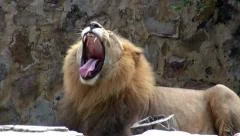 Lions, Lionesses, Felines, Zoo Animals, Wildlife