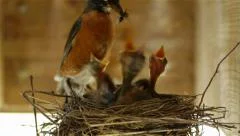 Robin Bird Feeding Chicks in Nest Fly 1080p