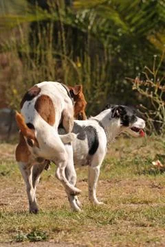 Two purebred jack russel terrier making love in a garden 3017731  