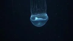 Jellyfish, Underwater