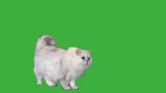 Persian Cat waves tail