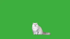 Persian Cat Meow