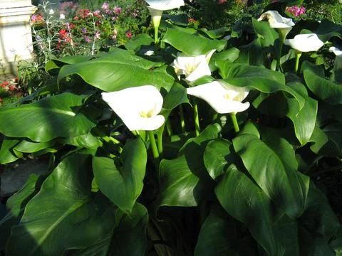 026 (5) Stock Photos