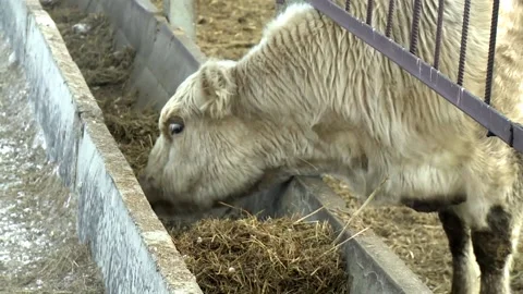 026 The head of a white cow eats food from a feeder on a farm in winter. 스톡 동영상 167477433