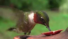 Hummingbird Eating off Feeder 1080/24p
