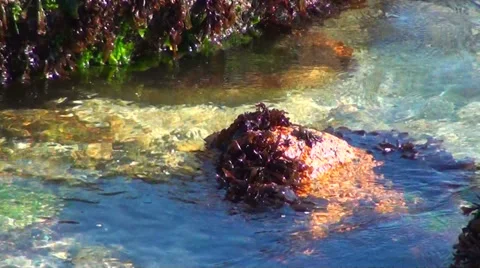 0263 Rocks on the beach Stock Footage 36719459