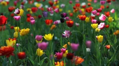 Splendid scenery with colored tulips