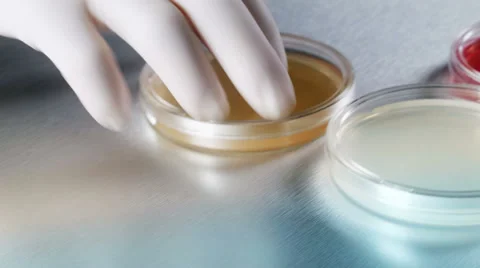 0268 Petri dish Stock Footage 34947698