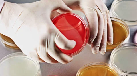 0269 Petri dish Stock Footage 34956219
