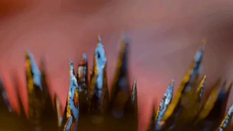 027 Iron Sharp Stock Footage 199234287