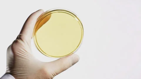 0270 Petri dish Stock Footage 34949572