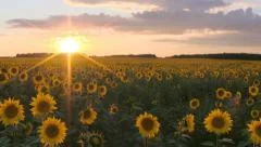 Field with sunflowers at sunset.