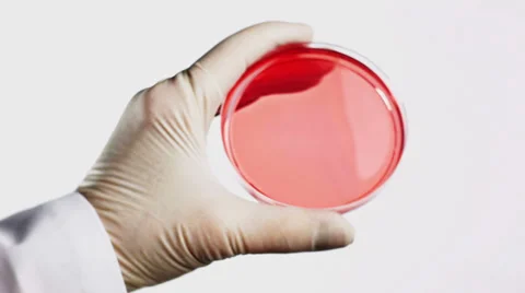 0271 Petri dish Video stock 34948152