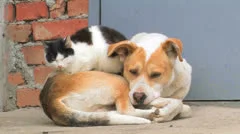 Dog and cat. Friendship forever.