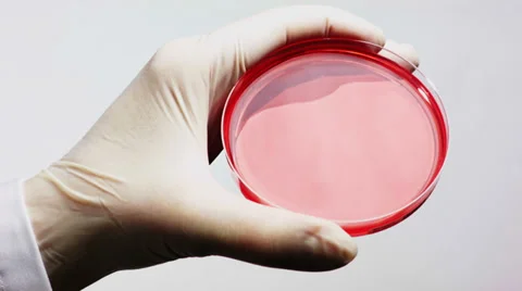 0272 Petri dish Stock Footage 34949054