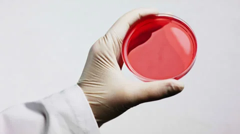0273 Petri dish Stock Footage 34948928