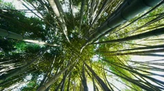 Under Canopy of Bamboo Forest