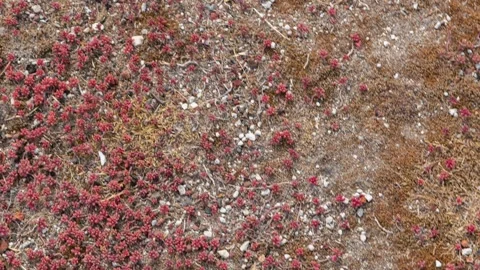 027_Close up of ground texture pattern.mp4 Stock Footage 345657035