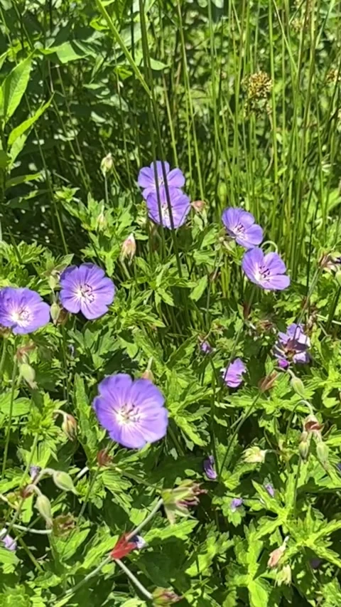 028 Green Purple Flow Video stock 325987454