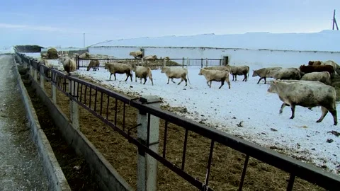 028 Young white cows walk outside on a rural ranch in winter. Video stock 167640461