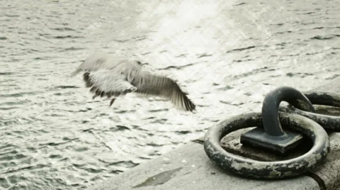 0280 Seagull taking off in a harbor Stock Footage 35849564