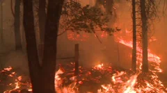 FOREST FIRE LARGE DOLLY MOVING SHOT FLAMES TREES SMOKE HD