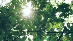 Sun shining through the branches and leaves of trees in a forest