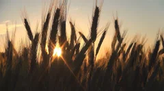 Wheat Harvest in Field at Sunset, Crop of Cereals, Agriculture Land, Farming