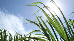 Sugar Cane Sustainable Energy Crop, Maui