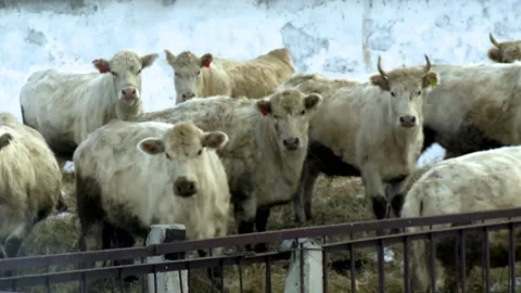 029 Young white cows walk outside on a rural ranch in winter. Stock Footage 167640445