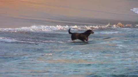 0293 Dog at he beach Stock Footage 35367102