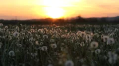Superb landscape with flourish dandelion field at sunset