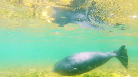 02UWBaikSeal00005361 Stock Footage 163484331