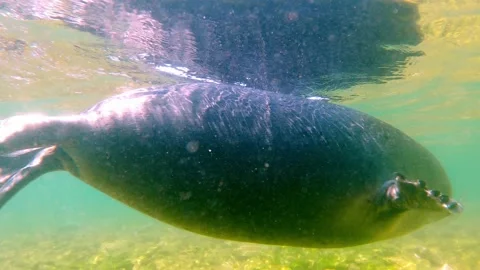 02UWBaikSeal00012939 Stock Footage 163484341