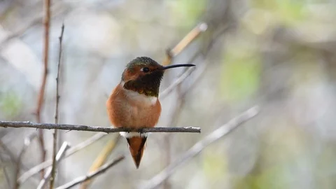 03 10 19 HD Video Allens Hummingbird perched C Stock Footage 104613670